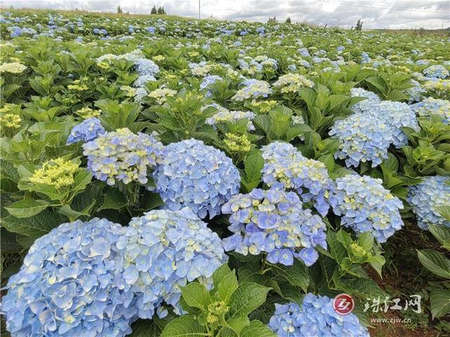 富源中安